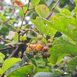 Gelbe Brombeeren