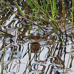 Ein Frosch...