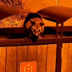 Und dann kam er noch 😅