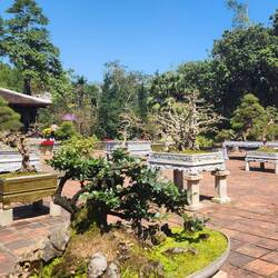 Bonsai trees in the garden