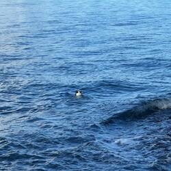 Hund im Wasser
