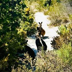 Wanderbegleitung....