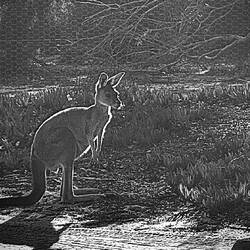 ... und natürlich Kängurus…