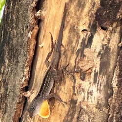 ein weiterer Parkbewohner