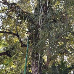 eine Kaktusart als Baumbewohner, Schmarotzer