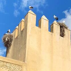 Störche blicken aufs jüdische Viertel