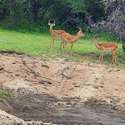 Impalas 😍
