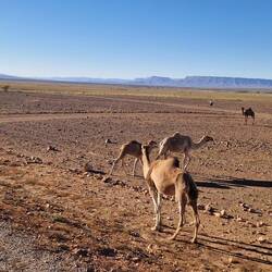 Dromedarherden kreuzen 🐪🐪🐪
