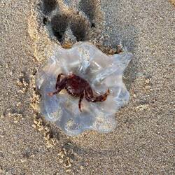 Found a jellyfish eating a crab, looks like neither survived.