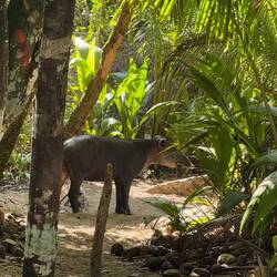 Helt otroligt! En vaken tapir som gick och betade blad bara 10 meter framför oss!