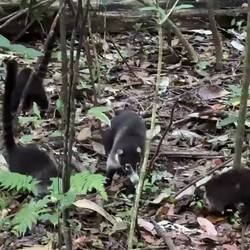 Söta små näsbjörnar