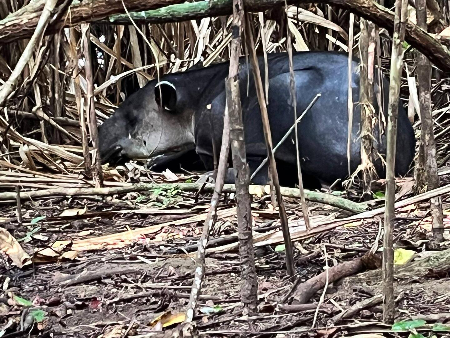 Sovande tapir.