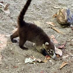 Ett nytt gäng näsbjörnar.