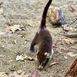 Dessa djur tar sig enkelt upp i en palm!