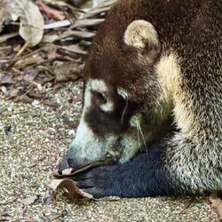 Maskar, krabbor och insekter är vad de oftast letar efter.