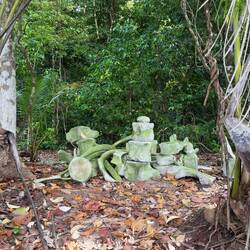 Rester av en val som strandat här!