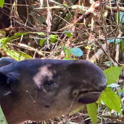 Tapiren är nära släkt med flodhästen.