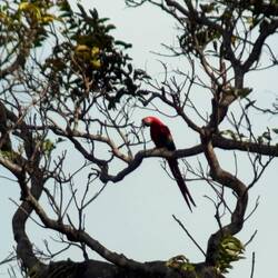 Första dagen vi såg en Ara (typ papegoja)