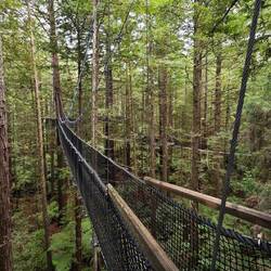 Redwoods Treewalk