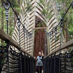 Redwoods Treewalk