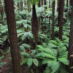 Redwoods Treewalk