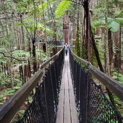 Redwoods Treewalk