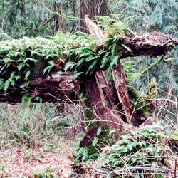 Licorice Ferns