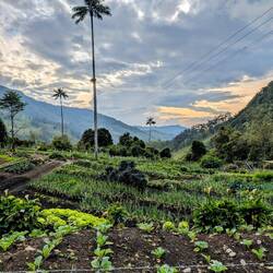 Die Quindio-Wachspalme wird bis zu 60m hoch und ist somit die größte Palme der Welt