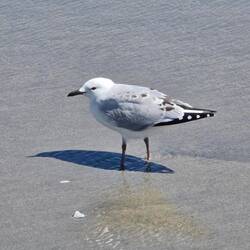 Die Möwe hält tapfer stand während der Wind an ihren dünnen Beinchen zerrt