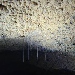 Spure vo de Glüehwörmli