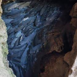 Fischhöhle