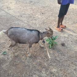 Die Ziegen tragen hier alle einen Stock um den Hals, damit sie nicht in die Gemüsegärten eindringen
