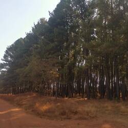 Eine Kiefernplantage, die genauso auch in Deutschland stehen könnte