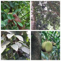 Cinnamon / Clove / Allspice / Jackfruit