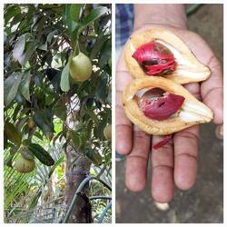 Nutmeg / Nutmeg and Nut Mace on its surface