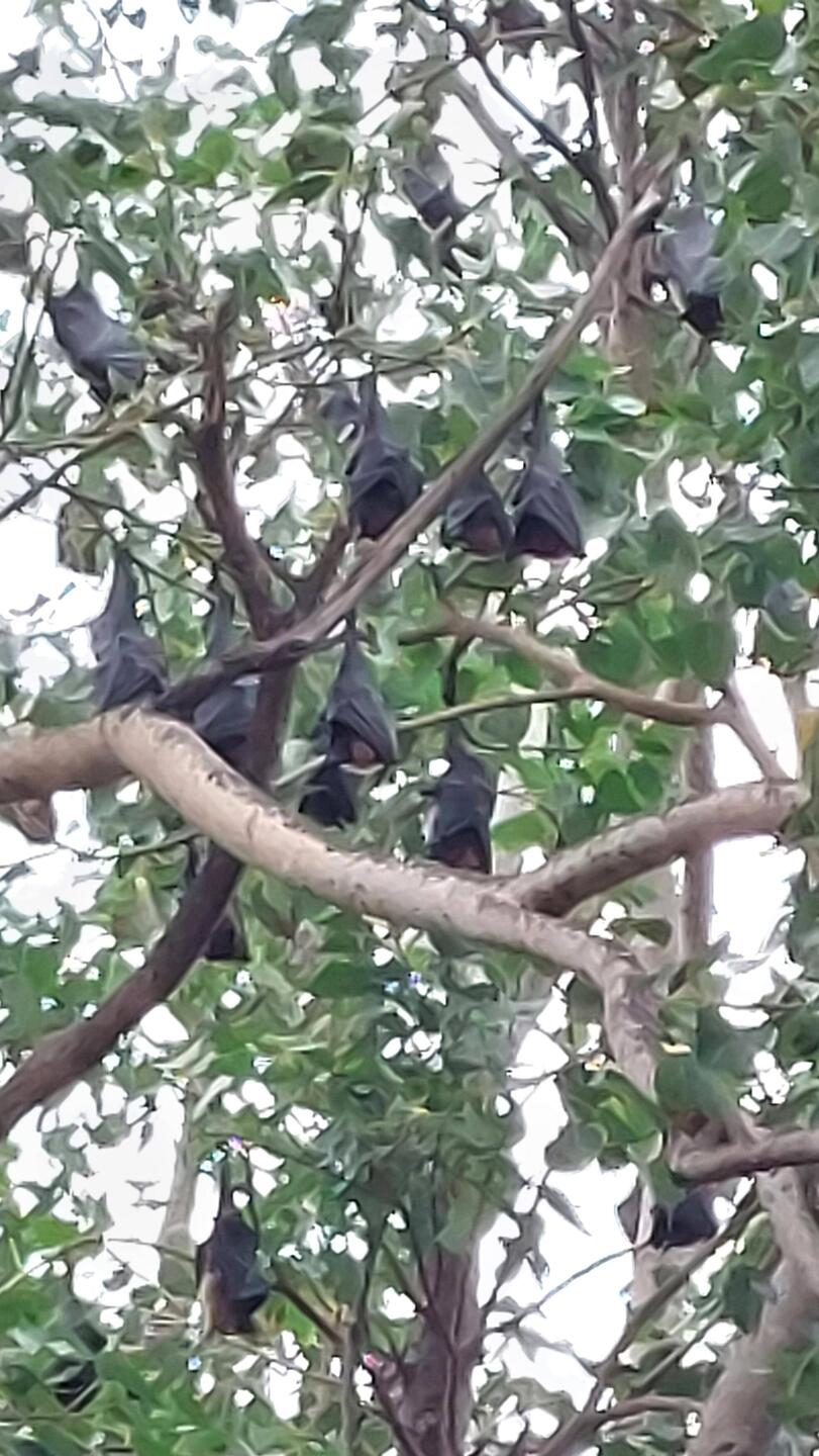 En route to Kerala; Fruit bats in a Banyan Tree