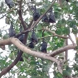 En route to Kerala; Fruit bats in a Banyan Tree