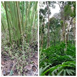 Cardamom Plantation