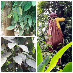 Thekkady Spice Plantation; Pepper / Thalasseri Pepper / Picking Pepper