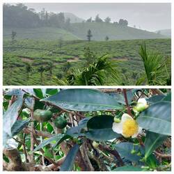 En route to Alappuzha; Pattumalay - tea plantation / tea flower and tea plant bean