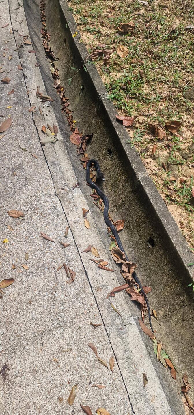 Walking through Kents ridge park and saw this spitting cobra. Obviously we didn't get too close