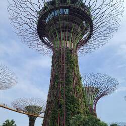 Observation Tree