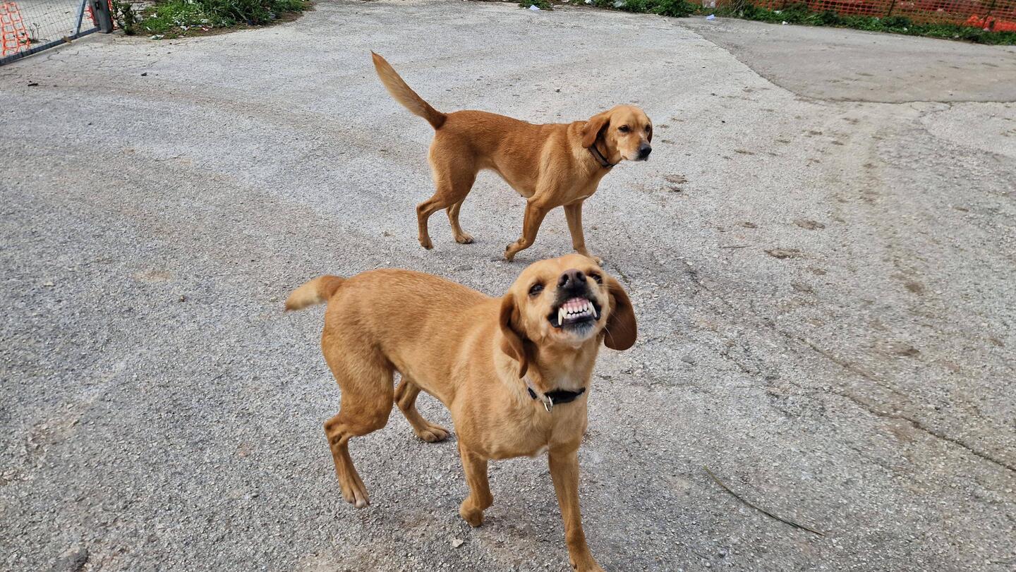 Erstmal "angefallen" worden 😂