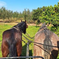 Man muss nicht mal absteigen zum ernten😉