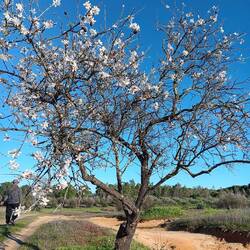 Das Mandelbäumchen blüht schon
