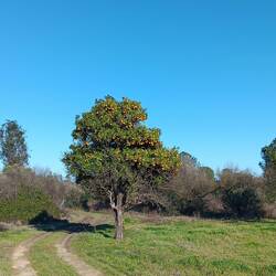 Diese Orangen hängen zu hoch, wir finden noch bessere Stellen