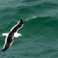 A better pic of an ablbatros