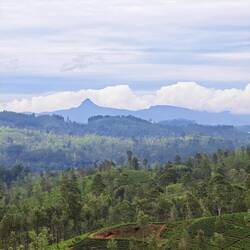 Teeplantagen und im Hintergrund nochmal der Adam's Peak