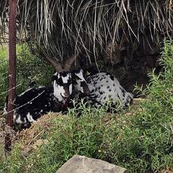 Das ist bestimmt Liebe