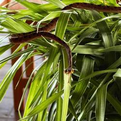 En orm dök upp på restaurangen, men helt ofarlig sa ägaren🫤